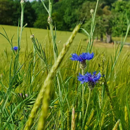 Odenwald-lodge Mit Infrarotsauna Und E-ladestation 