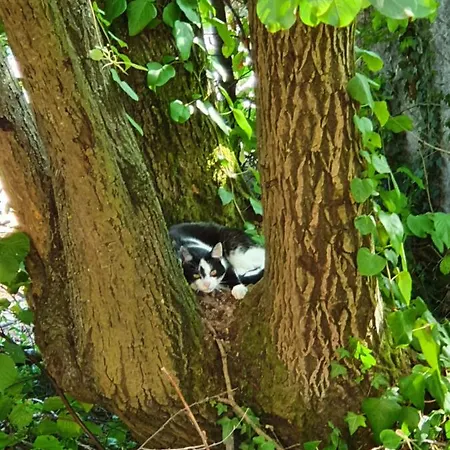 Odenwald-lodge Mit Infrarotsauna Und E-ladestation 