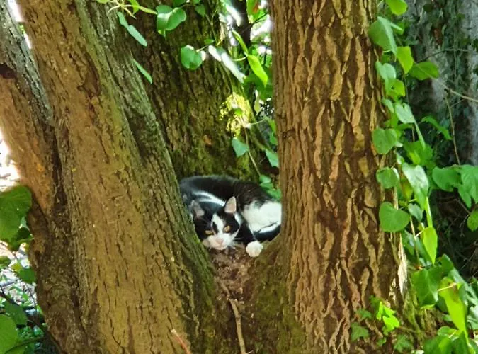 Odenwald-lodge Mit Infrarotsauna Und E-ladestation 